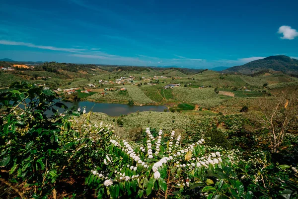 tea plantation in sao paulo state