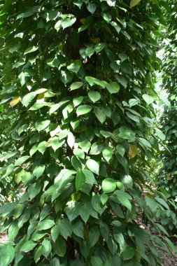 Bahçede yeşil yapraklar