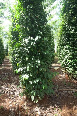 Yazın bahçede güzel yeşil yapraklar