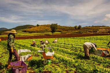 Pirinç tarlasında ekilen çiftçiler