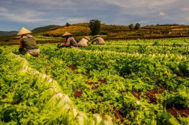 Bir sürü sebzeyle tarlada çiftçi.