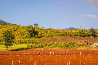 Bir sürü kırmızı çiçekli yeşil çay tarlası.