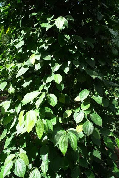Beautiful Green Leaves Background — Stock Photo, Image