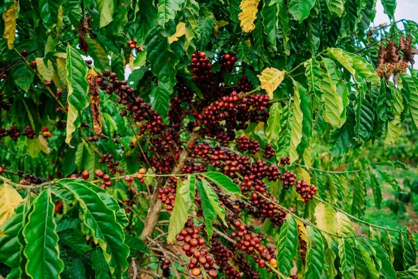 coffee beans on a tree in the coffee plantation