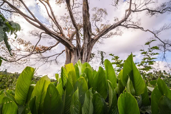 Trópusi Pálmafa Kék Égbolttal — Stock Fotó