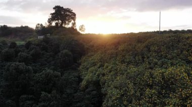 Ağacı ve yeşil otları olan güzel bir manzara.