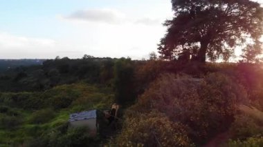 Ağaçlardan parlayan güneşin olduğu bir dağın havadan görünüşü