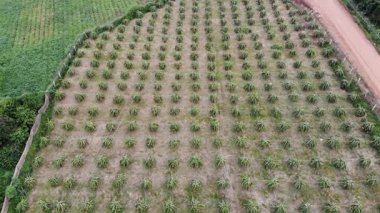 Yeşil mısır tarlasının havadan görünüşü