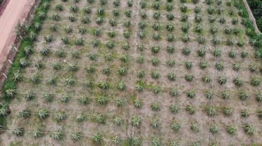 Kırsal kesimdeki mısır tarlasında hava manzarası.