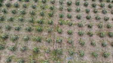 Hindistan cevizi çiftliğinin üst görünümü