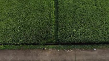 Yeşil çay çiftliğinin güzel manzaralı havası.