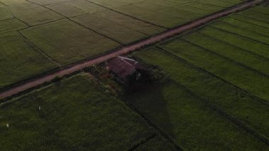 Akşamları kırsalda yeşil pirinç tarlaları