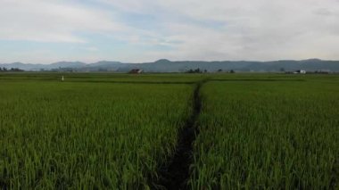 Kırsalda pirinç tarlası, tarım.