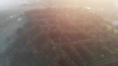 Güzel bir sonbahar ormanının hava aracı görüntüsü