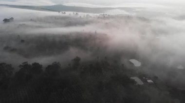 Orman ve sisli sisli sabahın hava görüntüsü.