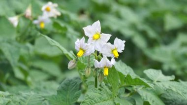 Bahçedeki güzel çiçekler