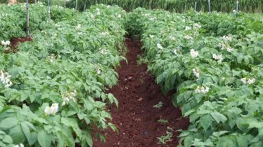 Bahçedeki yeşil bitkinin yakın görüntüsü