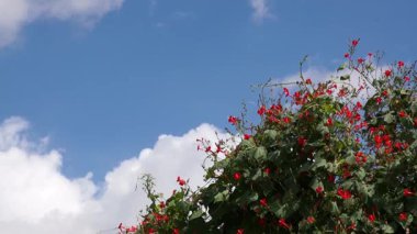 Bahçedeki güzel kırmızı çiçekler