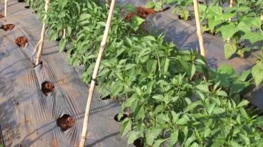 Yakından - taze olgun domateslerin görüntüsü