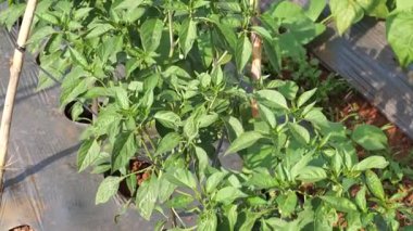 Seradaki yeşil bitkilerin kapatılması