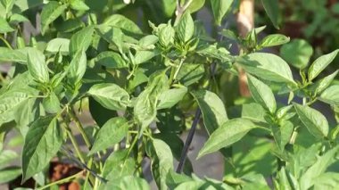 Bahçedeki yeşil bitki, doğa.