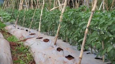 Bahçedeki yeşil bitki