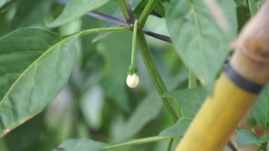 Bahçedeki bir bitkiyi kapat.