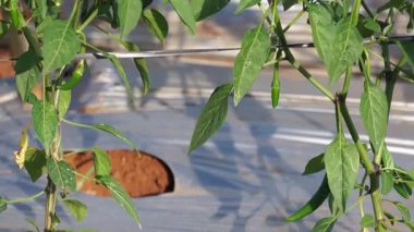 Bahçede yeşil yapraklar