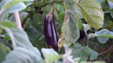 bahçede büyüyen patlıcan