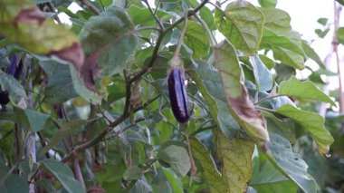 Sebze bahçesinde büyüyen patlıcan.