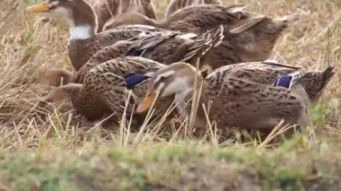 Parktaki bir grup ördeğin yakın plan fotoğrafı.