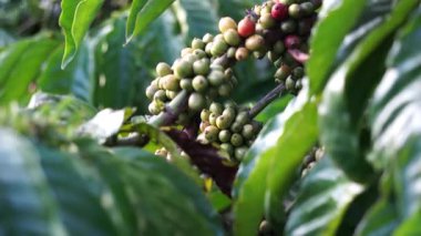 Bahçedeki ağaçtaki kahve çekirdekleri