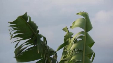 Tarlada muz ağacı.