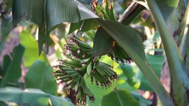 Doğadaki ağaçta yeşil muz yaprağı