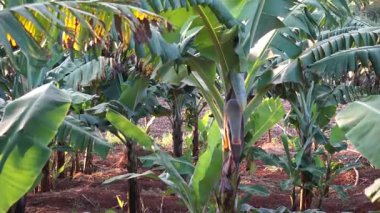 Bahçedeki yeşil bitki