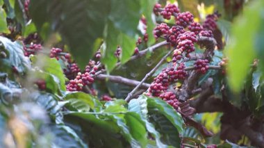 Ağaçta olgunlaşan kahve çekirdekleri.