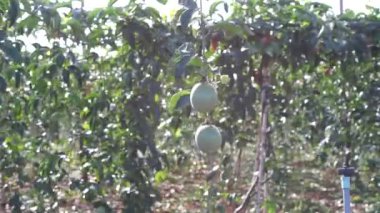 Bahçede olgun yeşil elmalar