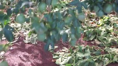 Bahçede yeşil yapraklar