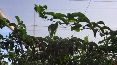 Bahçede yeşil yapraklar