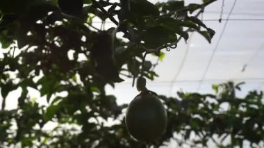 Bahçede yaprakları olan bir dalın üzerinde taze yeşil zeytinleri kapat.