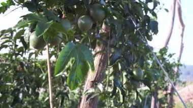 Bahçedeki ağaçta yetişen güzel yeşil yaprakların yakın görüntüsü.