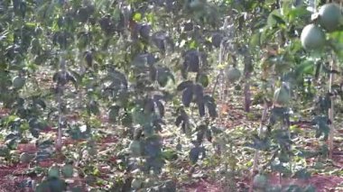 Bahçedeki yeşil domatesler