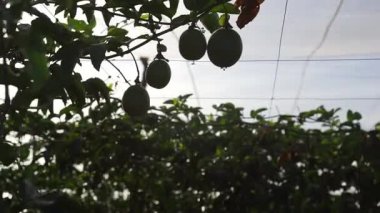 Bahçedeki ağaçta yeşil papaya.