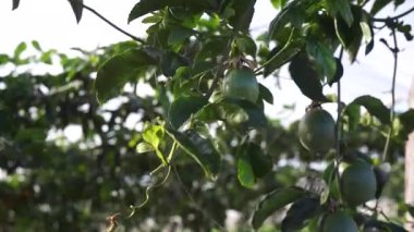 Ağaçta yetişen yeşil elmalar, meyve ağacı, doğa, yaz meyve bahçesi..