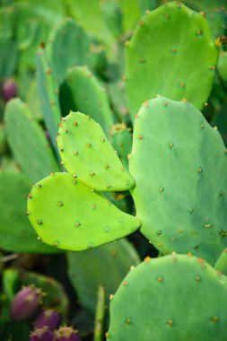 Prickly pear cactus or Indian fig opuntia