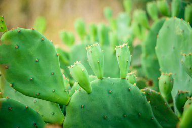 Prickly pear cactus or Indian fig opuntia