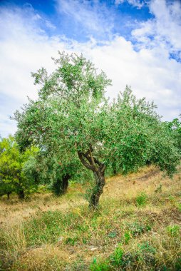 Olive tee with ripe olives against the sunny summer blue sky.