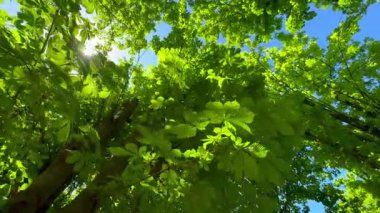 Dev kestane ağaçlarından geçen güneş ışınları