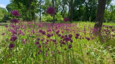Bir sürü çiçek. Arılar nektar toplar. Allium ve arılar