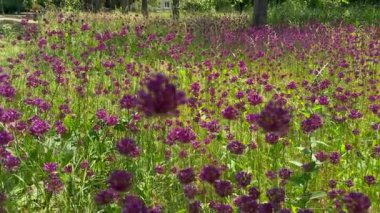 Bir sürü çiçek. Arılar nektar toplar. Allium ve arılar